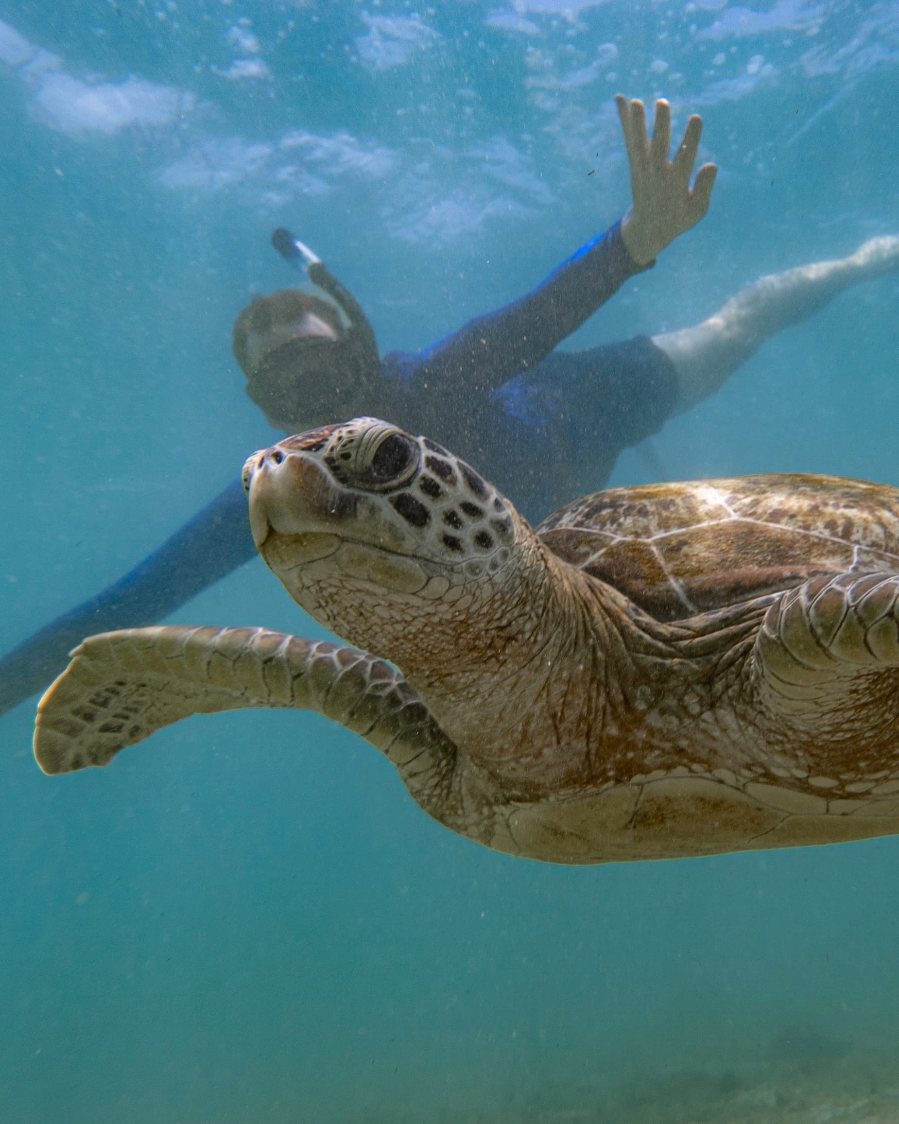 Snorkeling with Turtles in Mirissa, Sri Lanka — LKR 6,700 / person