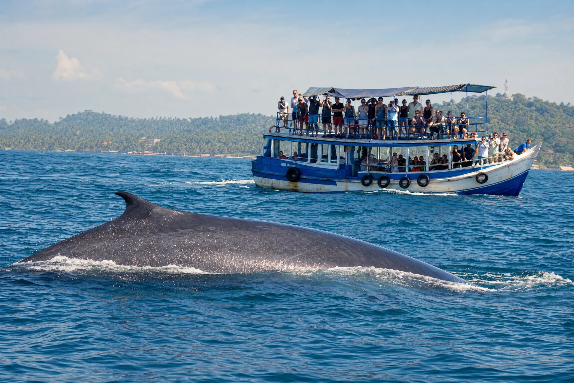 Whale & Dolphin Watching in Mirissa, Sri Lanka — LKR 18,425 / person