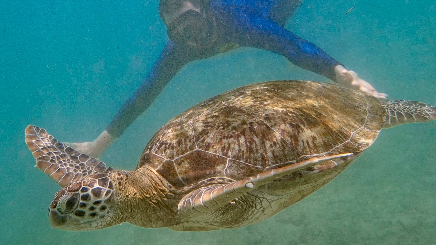 Snorkeling Coral Island in Nilaveli, Sri Lanka — LKR 10,200 / person