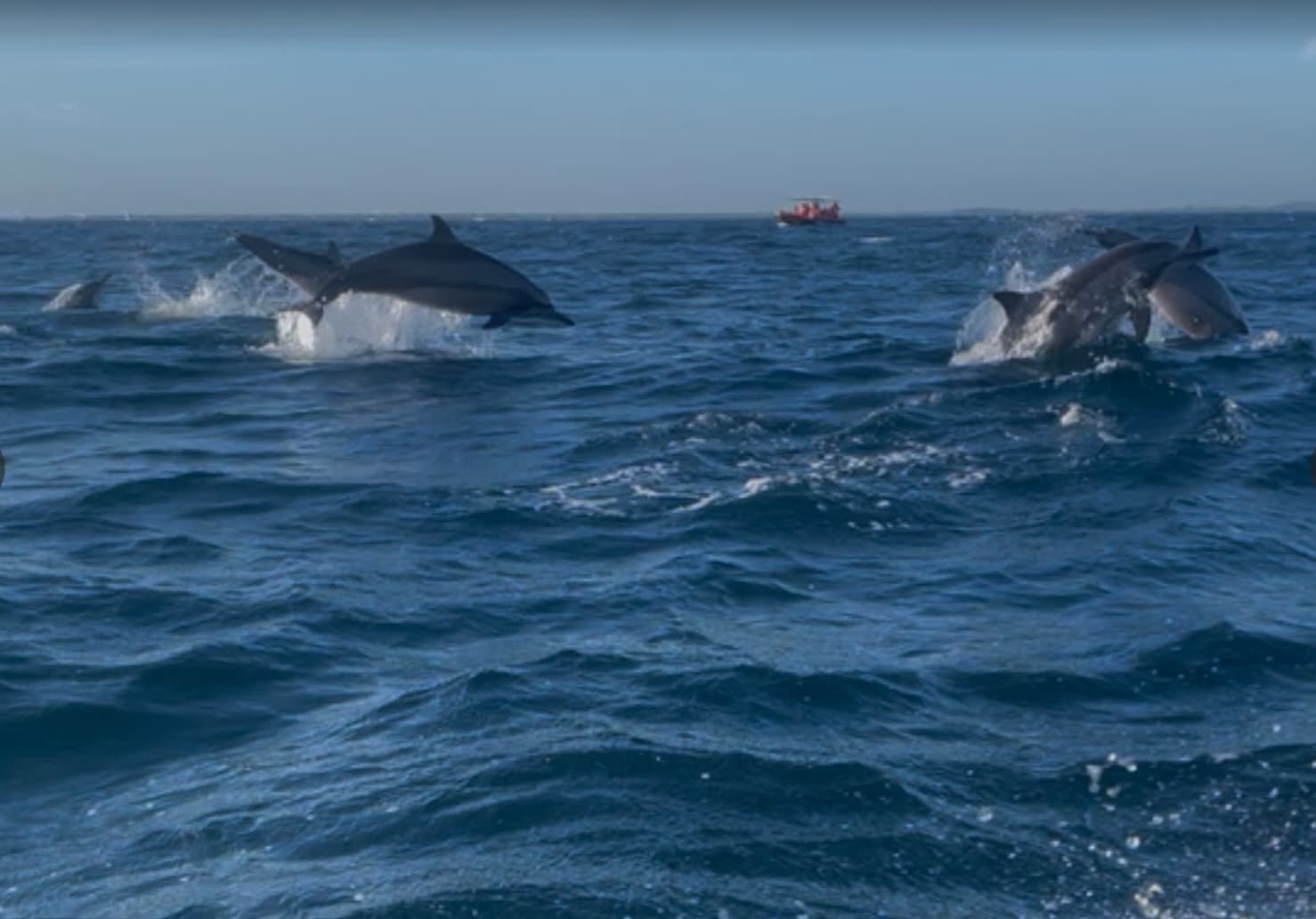 Whale and dolphin watching off the coast of Sri Lanka